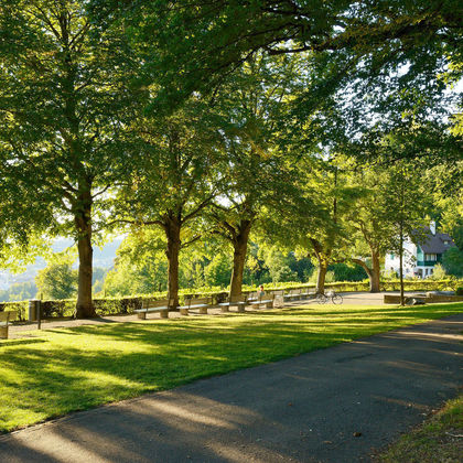 Baumspaziergänge in der Stadt Winterthur