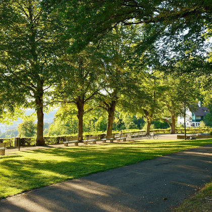 Baumspaziergänge in der Stadt Winterthur